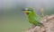 Blue-cheeked Bee-eater (Merops persicus)