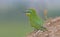 Blue-cheeked Bee-eater (Merops persicus)