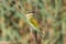 Blue Cheeked Bee Eater South Africa birds