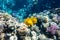 Blue-cheeked butterflyfish Chaetodon semilarvatus, Blue mask, Golden butterflyfish over a coral reef. Beautiful seascape