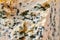 Blue cheese close up. Fungal mold texture background. Stilton, gorgonzola, roquefort.
