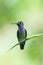 Blue-chested Hummingbird Amazila amabilis, on a branch over a green background, Panama. Vertical view