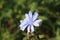 Blue chicory blooms on a meadow in summer