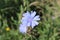 Blue chicory blooms on a meadow in summer