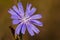 Blue chicory flower