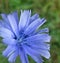 Blue Chicory flower
