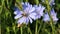 Blue chicory flower and bee