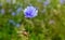 Blue chicory flower in a field on a blurred background