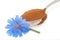 Blue chicory flower and powder of instant chicory