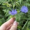 Blue chicory flower in the wild. Female hand tearing a blue flower.