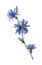 Blue chicory flowers