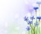 Blue chicory flowers background