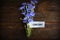 Blue Chicory Flowers, chicory wild flowers on wooden background with text. Flower of wild chicory endive . Cichorium