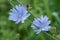 Blue Chicory flowers close up