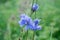 Blue Chicory flowers close up