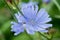 Blue Chicory flowers close up