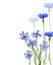 Blue chicory flowers on white