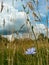 Blue chicory in the green grass. medicinal plant used as a coffee substitute