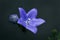 Blue Chinese Balloon Flower with One Flower and One Bud