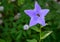 Blue Chinese Bellflower blooming in a garden, being pollinated by a bee, dark green foliage background