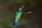Blue-chinned Sapphire hummingbird chirping and defending her territory
