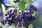 Blue chokeberry, Aronia arbutifolia