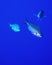 Blue chromis