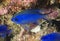 Blue Chromis