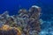 Blue Chromis reef