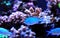 Blue Chromis swimming in coral reef aquarium