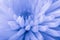 Blue chrysanthemum background