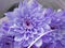 Blue chrysanthemum. A bouquet of chrysanthemums.