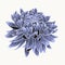 Blue chrysanthemum. Colored and lined chrysanthemum flower