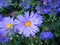 Blue chrysanthemums with green leaves.