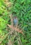 Blue cicada and pine needles on the grass