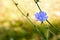 Blue cichorium flower in the summer field