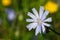 Blue cichorium Flowers, chicory wild flowers. Blue flower on natural background. Flower of wild endive . Cichorium intybus