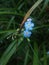 Blue ciel spring mountain flower