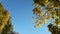 Blue clear sky surrounded by yellowing tree leaves.