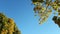 Blue clear sky surrounded by yellowing tree leaves.