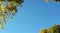 Blue clear sky surrounded by yellowing tree leaves.