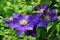 Blue clematis