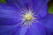 Blue Clematis flower