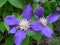 Blue Clematis flowers