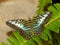 Blue Clipper, Brushfoot Butterfly