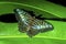 Blue clipper butterfly close up