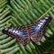 Blue Clipper butterfly on green fern