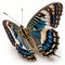 Blue Clipper Parthenos sylvia butterfly. Beautiful Butterfly in Wildlife. Isolate on white background