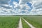 Blue cloudy sky above rural dirt road between rye and oat with pea plants farm fields