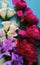 blue color backgrounds red peony white digitalis blue bellflowers